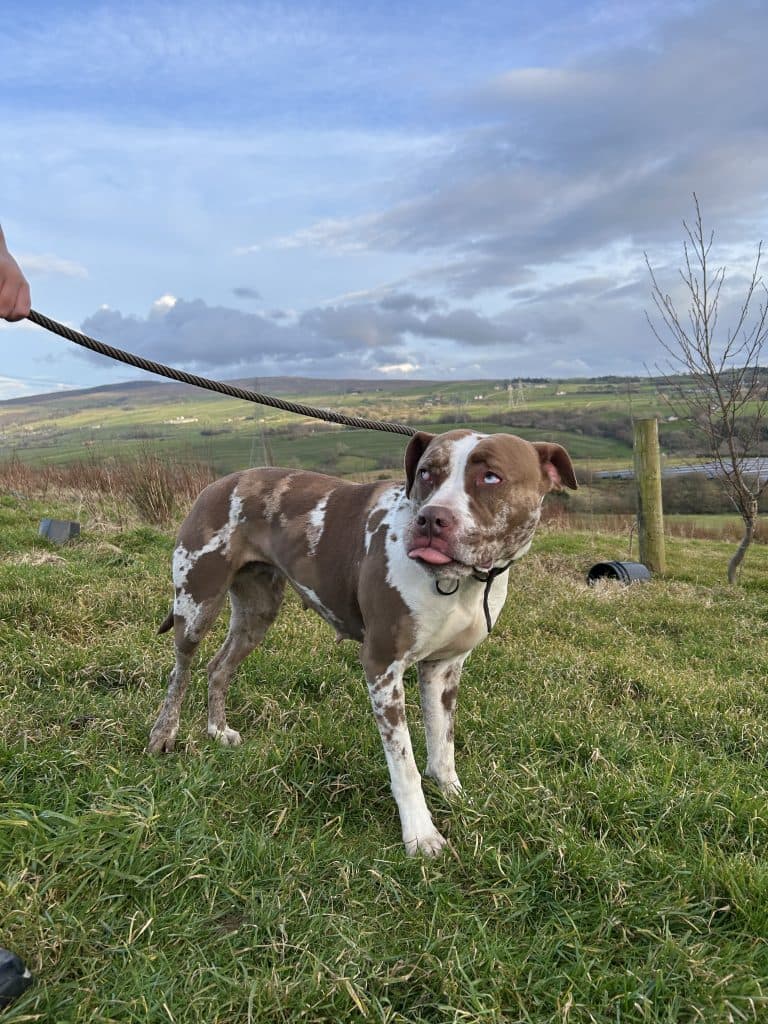 Skylar, a 3 years old female Unknown available for adoption from Wolfwood in Lancashire