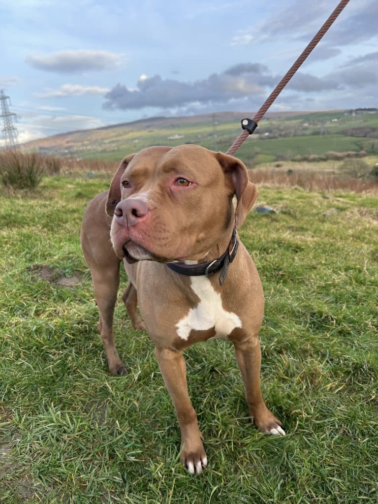 Lulu, a 4 years old female Unknown available for adoption from Wolfwood in Lancashire