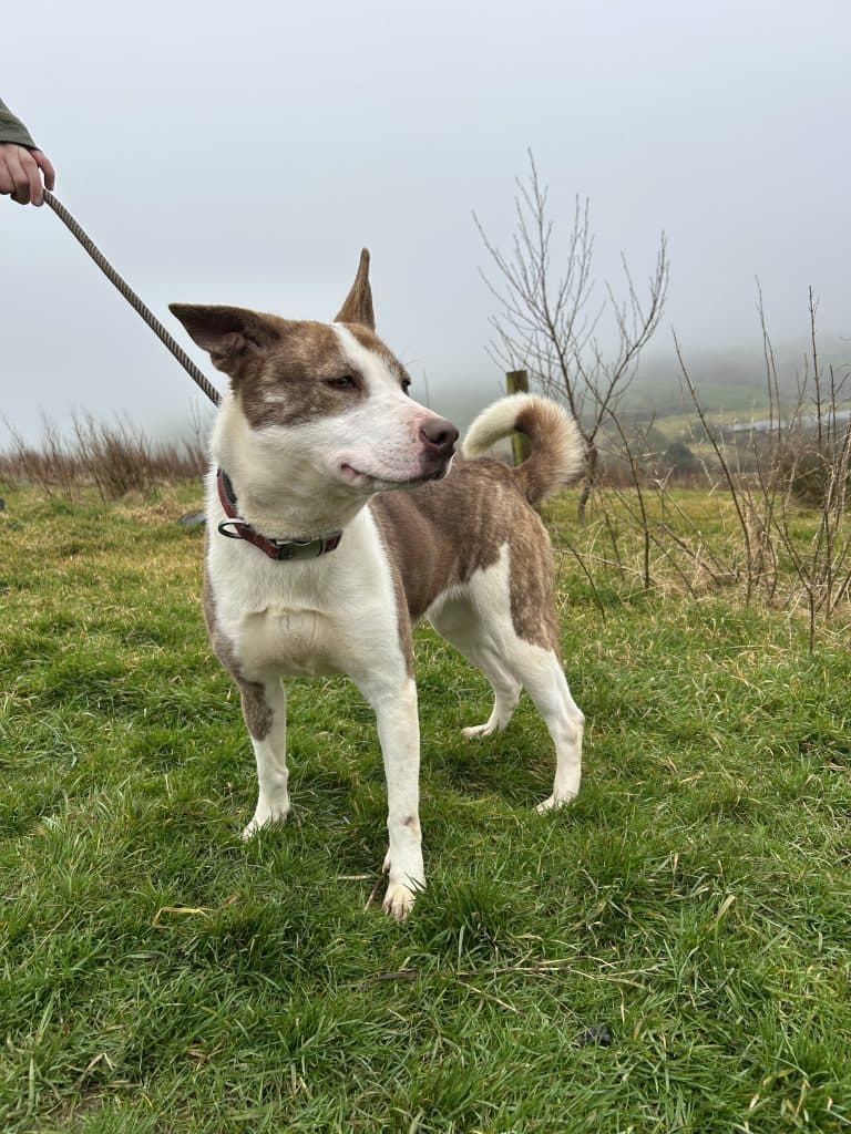 Luna, a 4 years old female Siberian Husky X Collie available for adoption from Wolfwood in Lancashire
