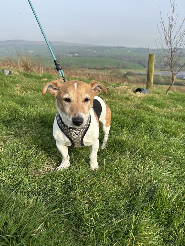 Buttons, a 11 years old male Jack Russell Terrier available for adoption from Wolfwood in Lancashire