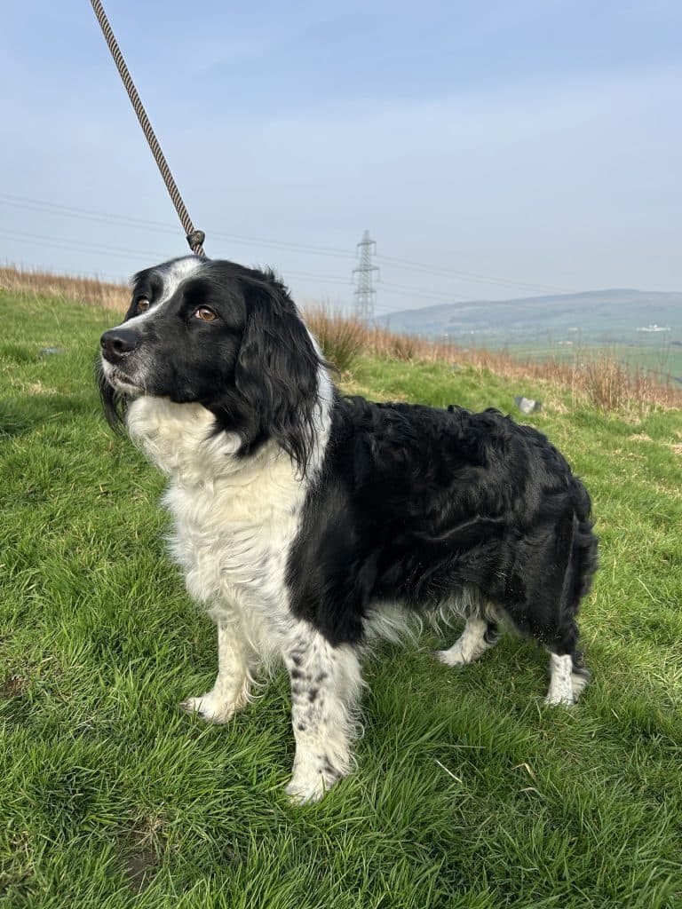 Jess, a 8 years old female Collie x Cavalier King Charles Spaniel available for adoption from Wolfwood in Lancashire