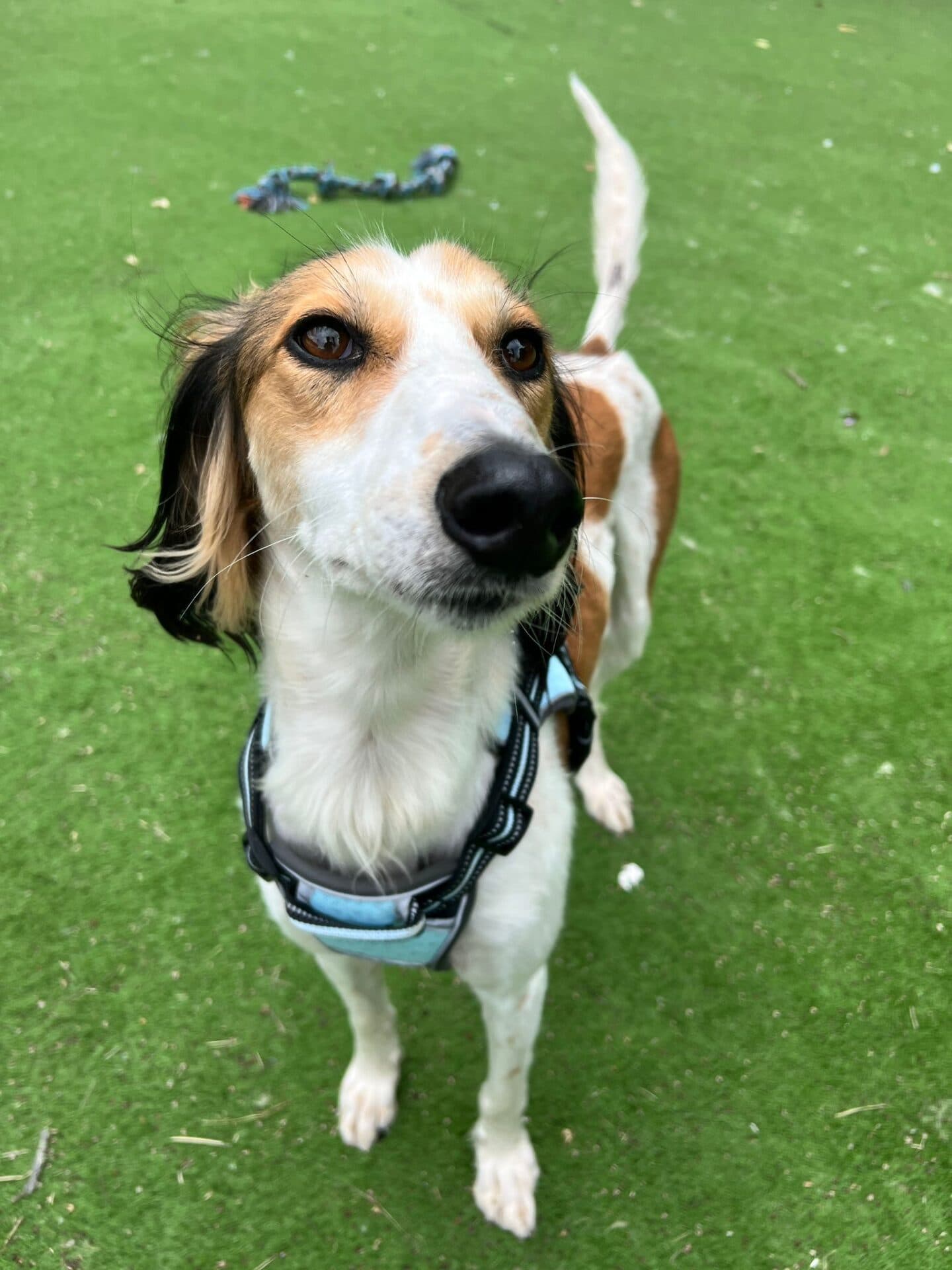 Rex, a 3 years old male Saluki available for adoption from All Dogs Matter in Highgate, Greater London