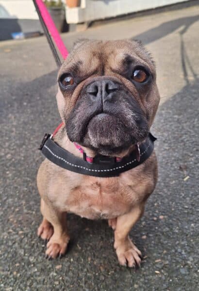 Bonnie, a 4 years old female French Bulldog available for adoption from Animals In Need in Little Irchester, Northamptonshire