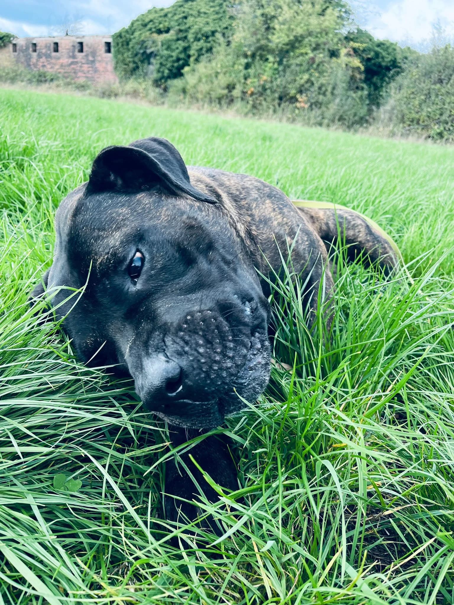 Jj, a 2 years old male Mastiff available for adoption from Celandine Wood in Wrexham, Wales