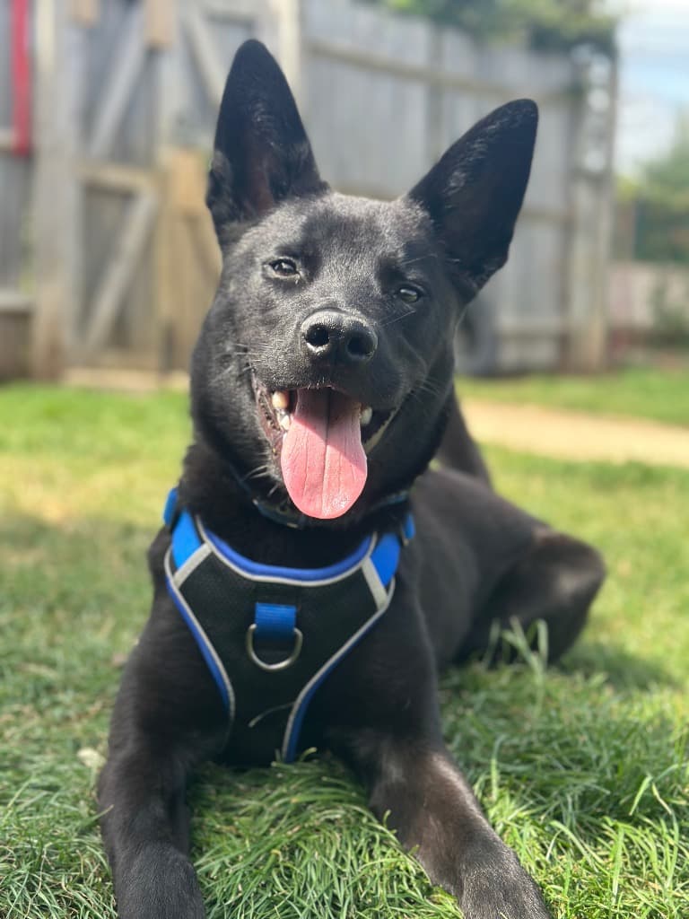 Mac, a 2 years old male Belgian Malinois available for adoption from Cotswolds Dogs & Cats Home in Gloucestershire