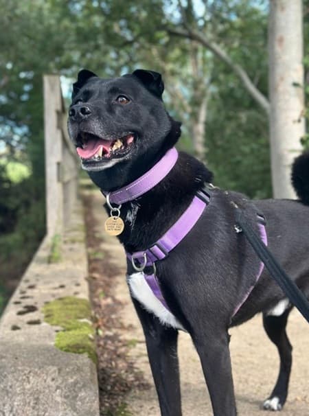 Mowgli, a 5 years old male Collie available for adoption from Cotswolds Dogs & Cats Home in Gloucestershire