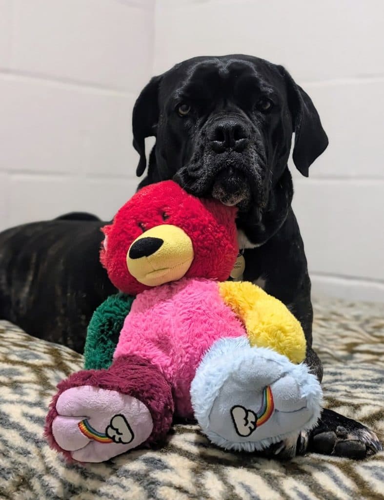 Cara, a 3 years old female Boxer available for adoption from Cotswolds Dogs & Cats Home in Gloucestershire