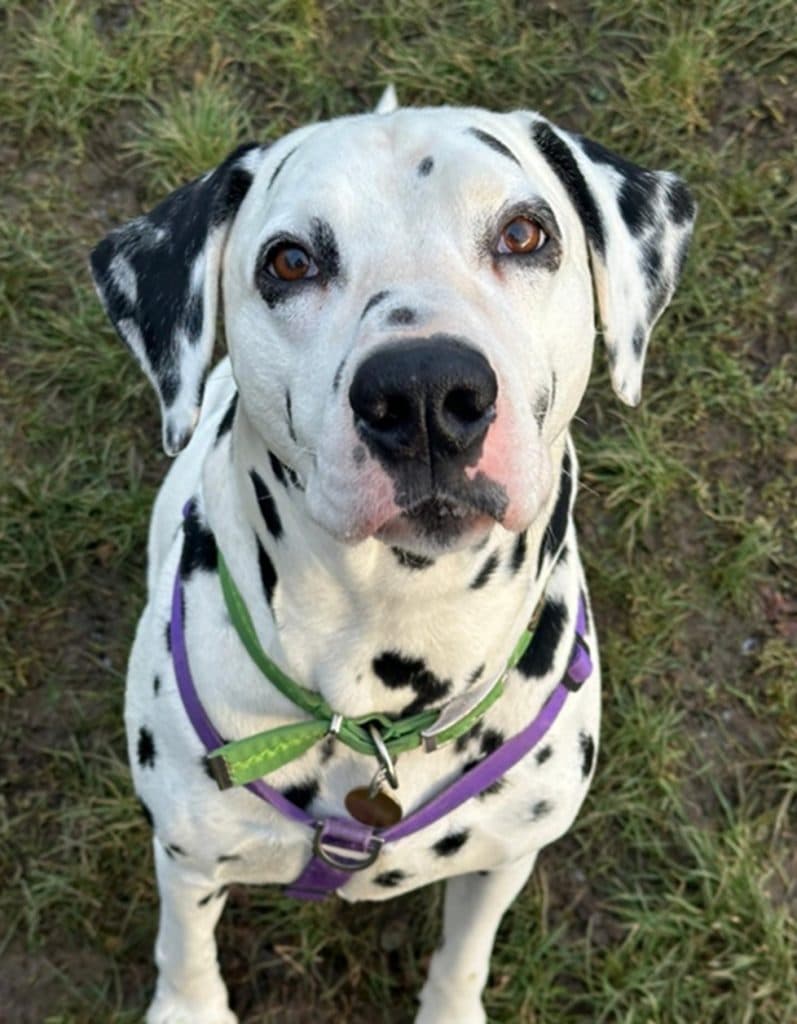 Barnaby, a 9 years old male Dalmatian available for adoption from Cotswolds Dogs & Cats Home in Gloucestershire