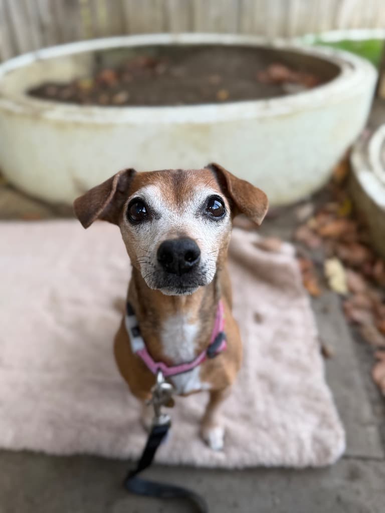 Lily, a 13 years old female Jack Russell Terrier available for adoption from Cotswolds Dogs & Cats Home in Gloucestershire