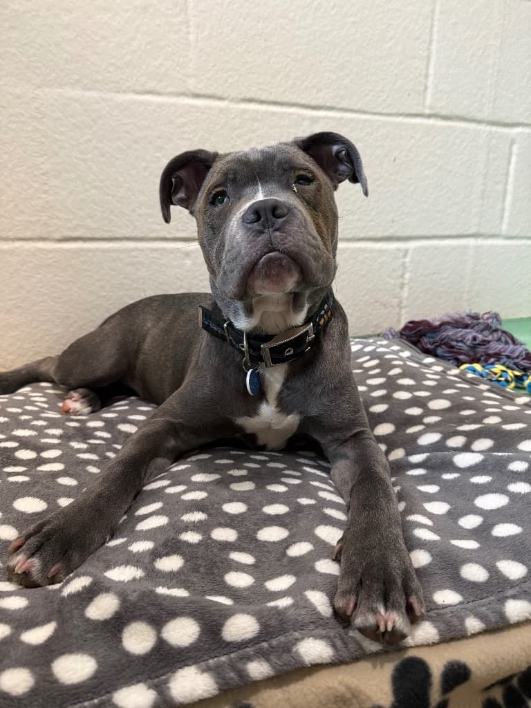 Flynn, a 5 months old male Staffordshire Bull Terrier x Cane Corso available for adoption from Cotswolds Dogs & Cats Home in Gloucestershire