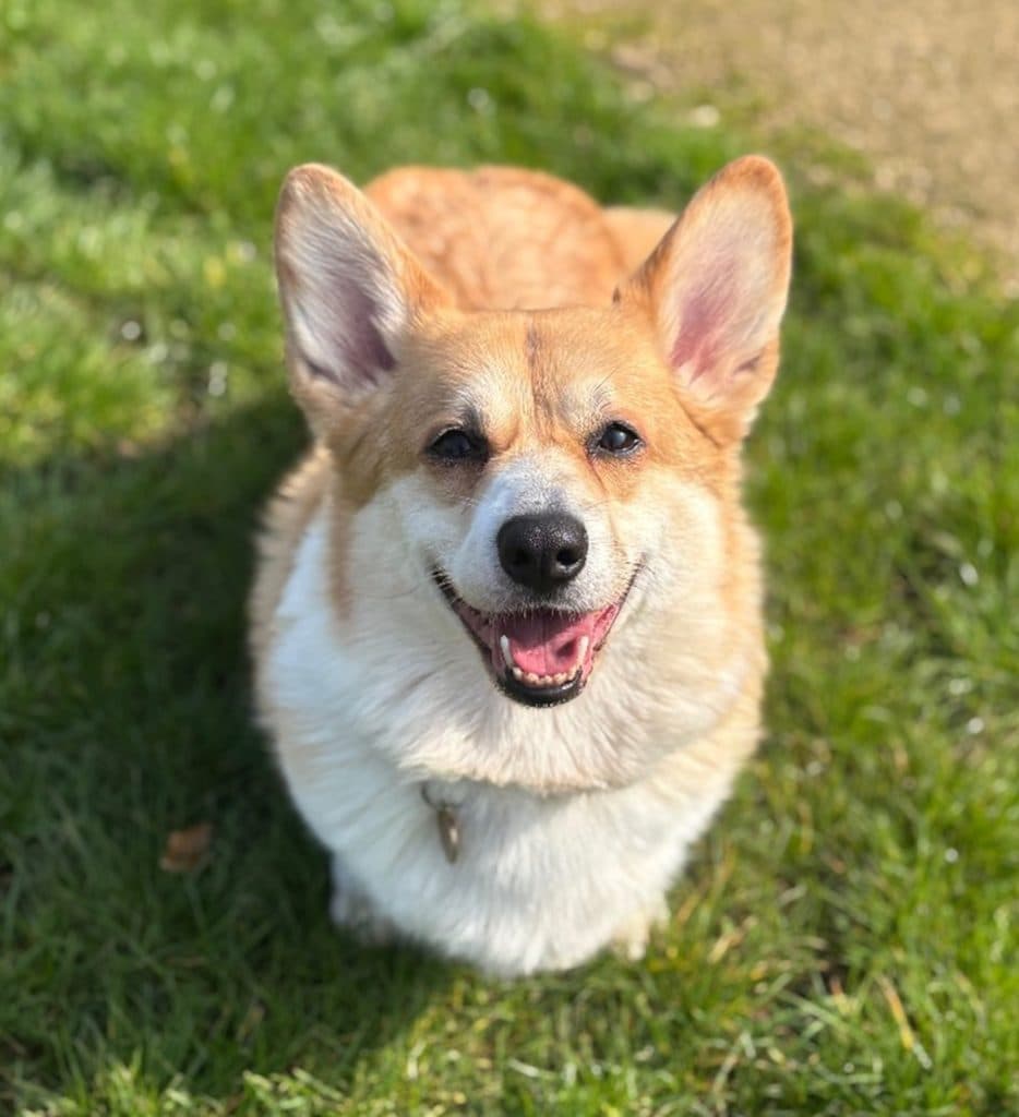 Maggie, a 4 years old female Cardigan Welsh Corgi available for adoption from Cotswolds Dogs & Cats Home in Gloucestershire