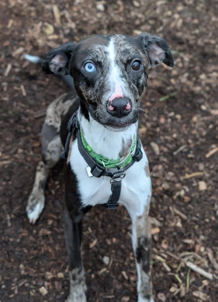Reggie, a 2 years old female Lurcher x Staffordshire Bull Terrier available for adoption from Cotswolds Dogs & Cats Home in Gloucestershire