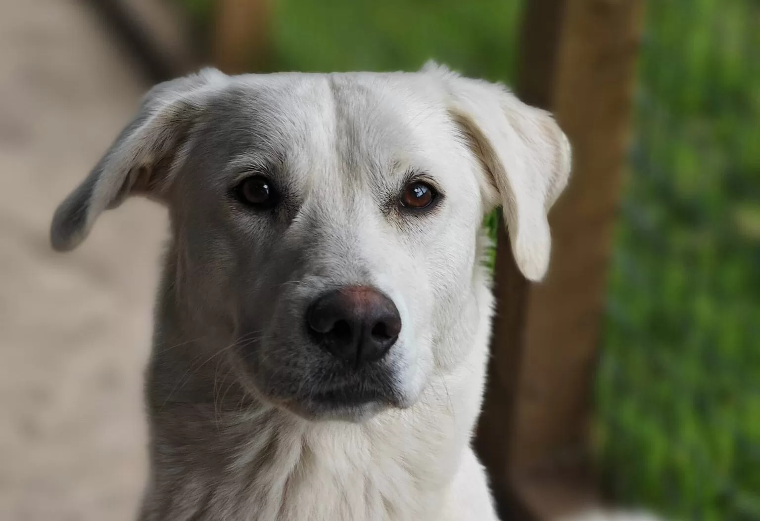 Cleo, a 3 years old male Labrador available for adoption from Doggy Dens UK Rescue in Cuckney, Nottinghamshire