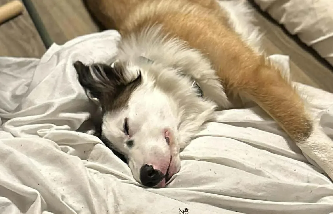 Inky, a 6 years old male Collie available for adoption from Doggy Dens UK Rescue in Cuckney, Nottinghamshire