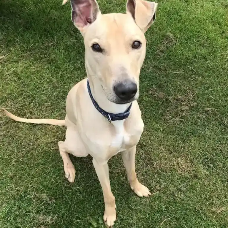 Mitch, a 5 years old male Lurcher available for adoption from Eden Animal Rescue in Temple Sowerby, Westmorland and Furness