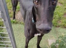 Turbo, a 5 years old male Greyhound available for adoption from Fen Bank Greyhound Sanctuary in Boston, Lincolnshire