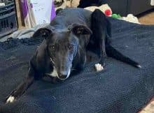 Lady, a Unknown old female Greyhound available for adoption from Fen Bank Greyhound Sanctuary in Boston, Lincolnshire