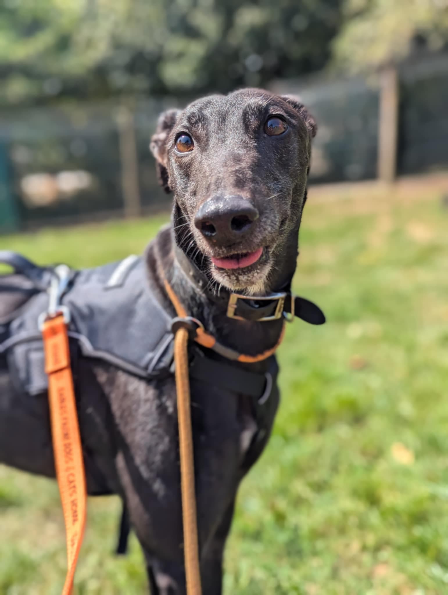Carmac, a 6 years old male Greyhound available for adoption from Gables Dogs & Cats Home in Plymstock Dunstone, Devon