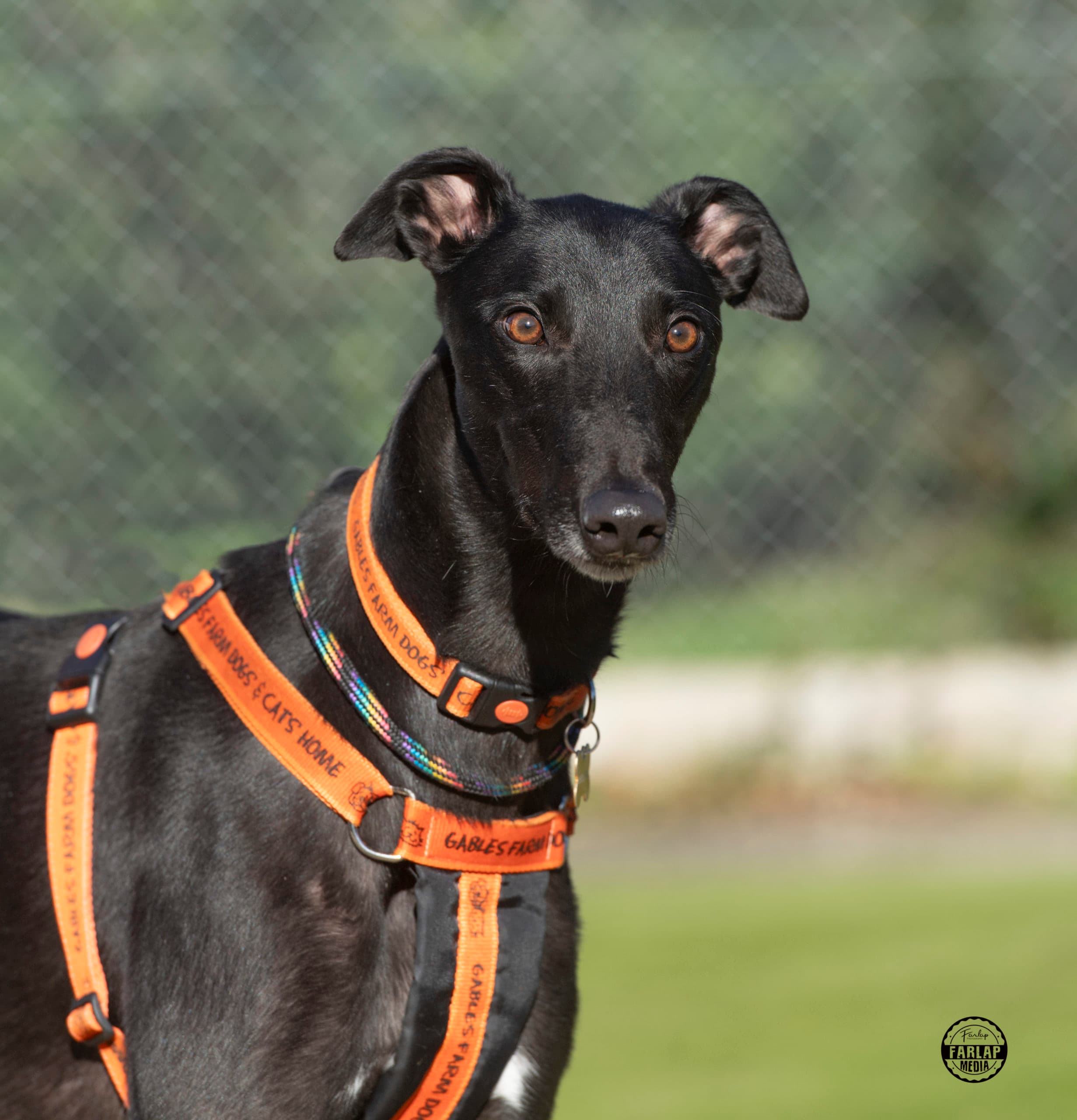 Uncle Fester, a 3 years old male Greyhound available for adoption from Gables Dogs & Cats Home in Plymouth, Devon