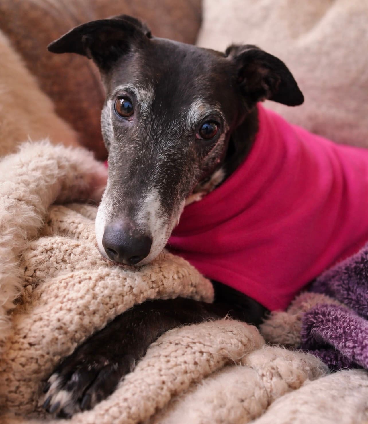 Dina, a Unknown old female Greyhound available for adoption from Home Run Hounds in Wombourne, Staffordshire