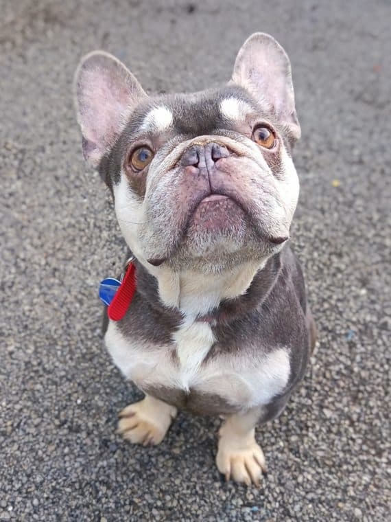 Odie, a 6 years old male French Bulldog available for adoption from Hull Animal Welfare Trust in Hull, East Riding of Yorkshire