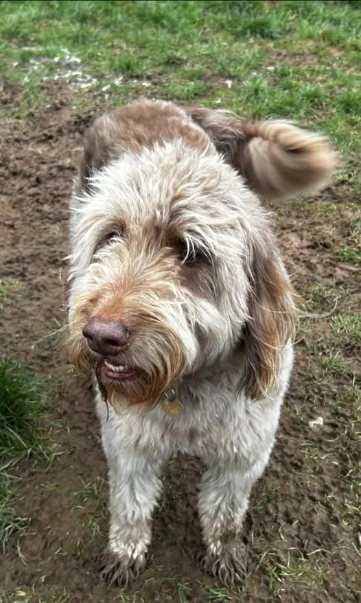 Nimbus, a 5 years old male Labrador available for adoption from Hay Animal Rescue Team in Hay-on-Wye, Wales
