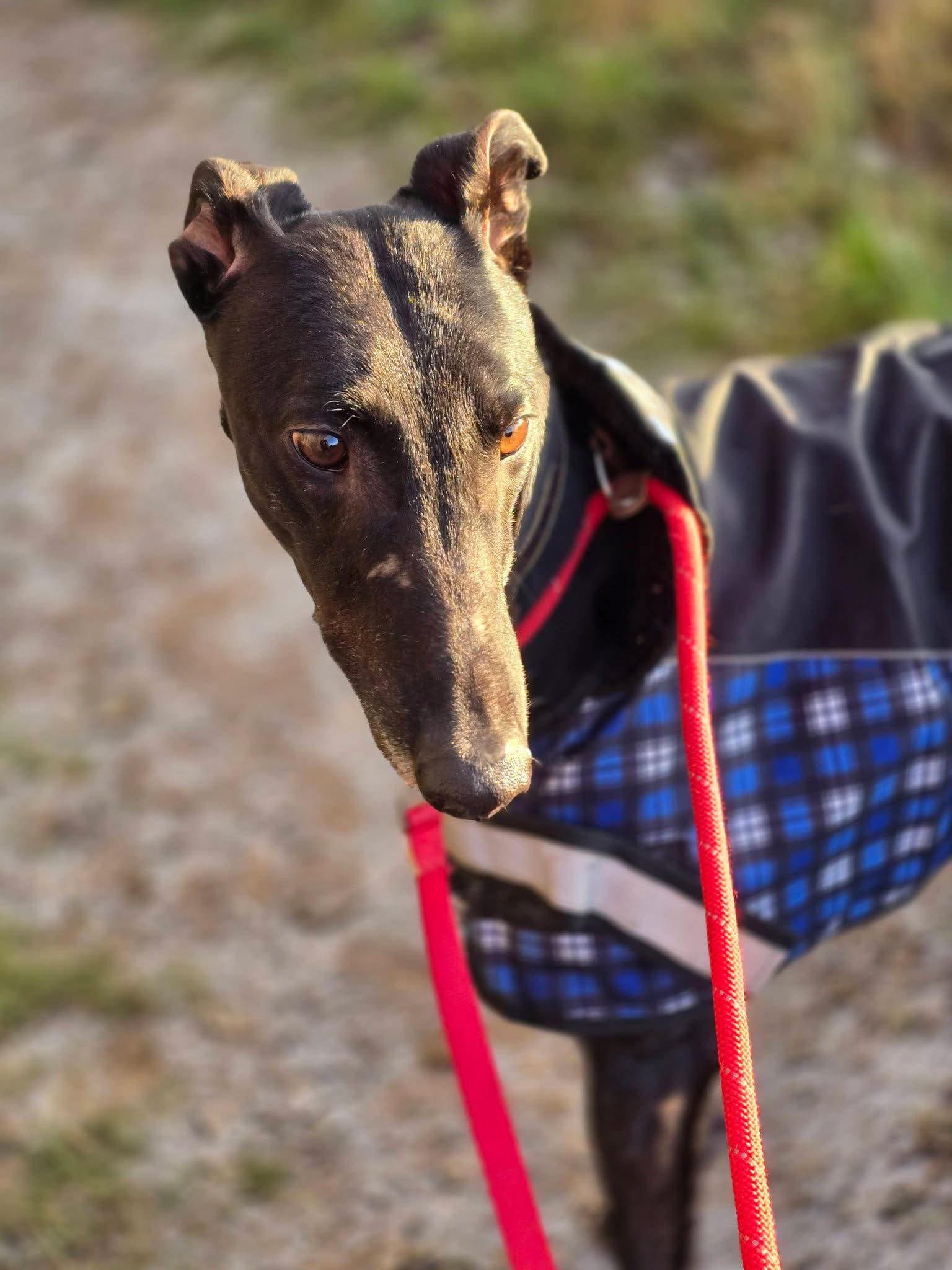 Aero, a 3 years old male Greyhound available for adoption from Maxis Mates in Dunsdale, North Yorkshire