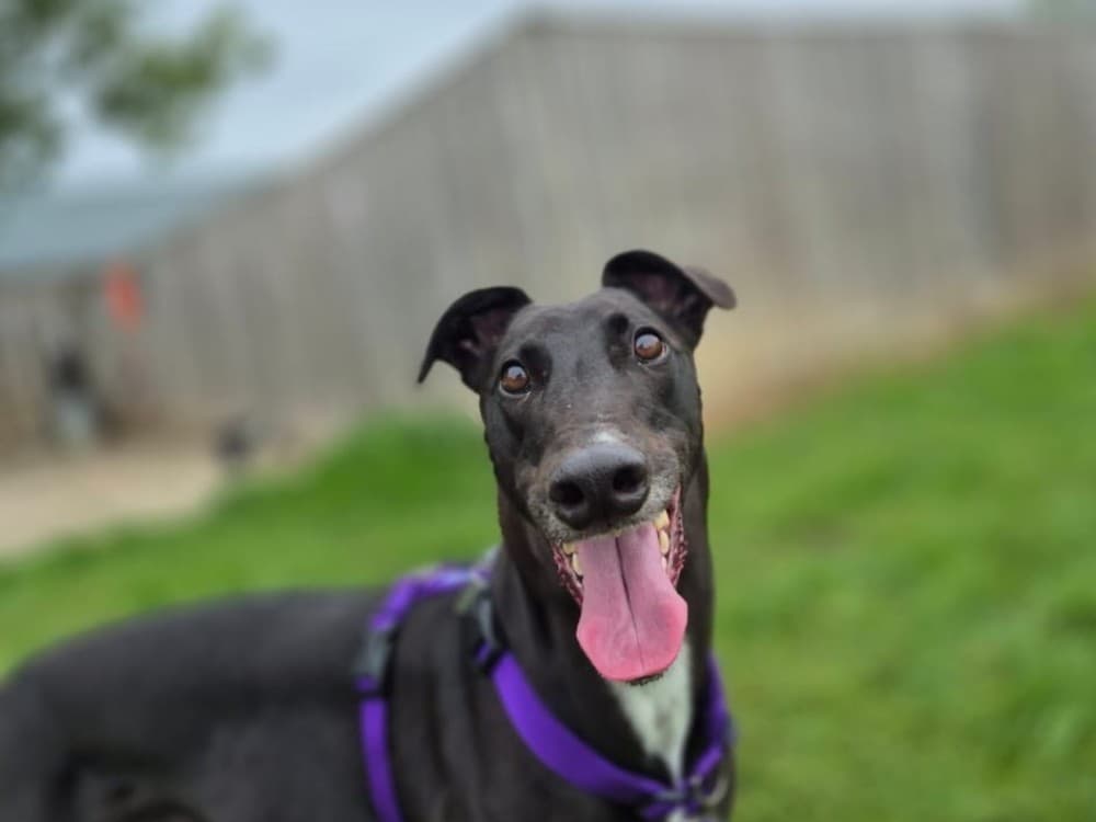 Mike, a 5 years old male Greyhound available for adoption from Oxfordshire Animal Sanctuary in Stadhampton, Oxfordshire