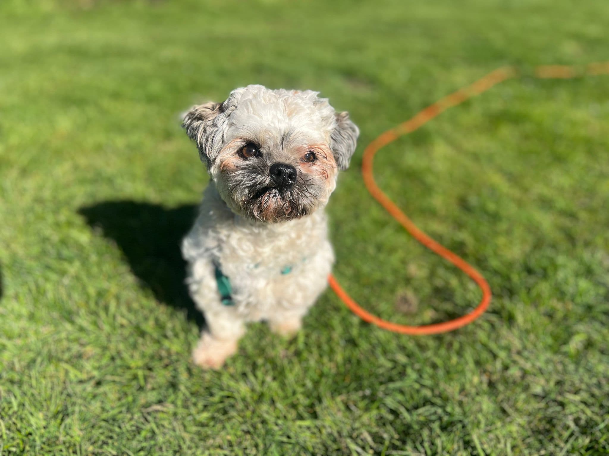 Dot, a 3 years old female Shih Tzu available for adoption from Oxfordshire Animal Sanctuary in Stadhampton, Oxfordshire