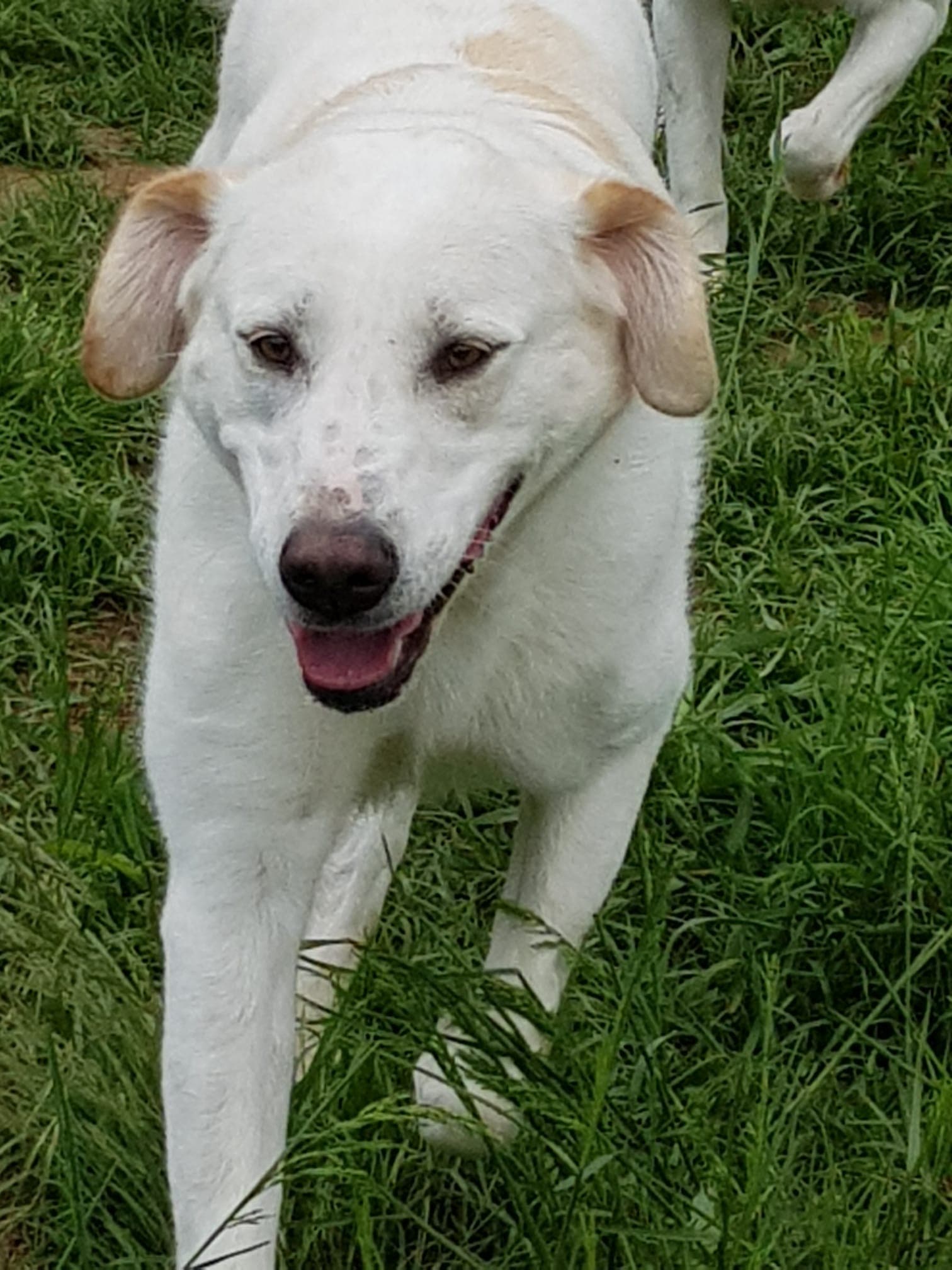 Laura, a 3 years old female Labrador available for adoption from Rescue Me Dogs in Italy
