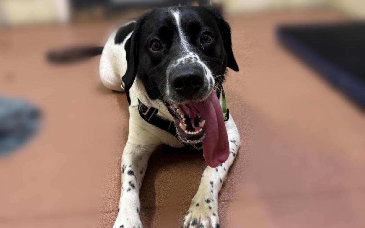 Meg, a 1 year old female English Springer Spaniel available for adoption from Scottish SPCA in Aberdeenshire, Scotland