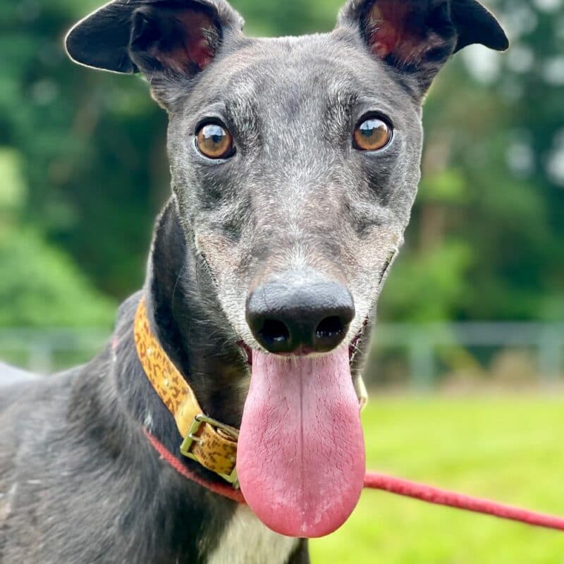 Reggie, a 4 years old male Greyhound available for adoption from SWW Greyhound Trust in Swansea, Wales