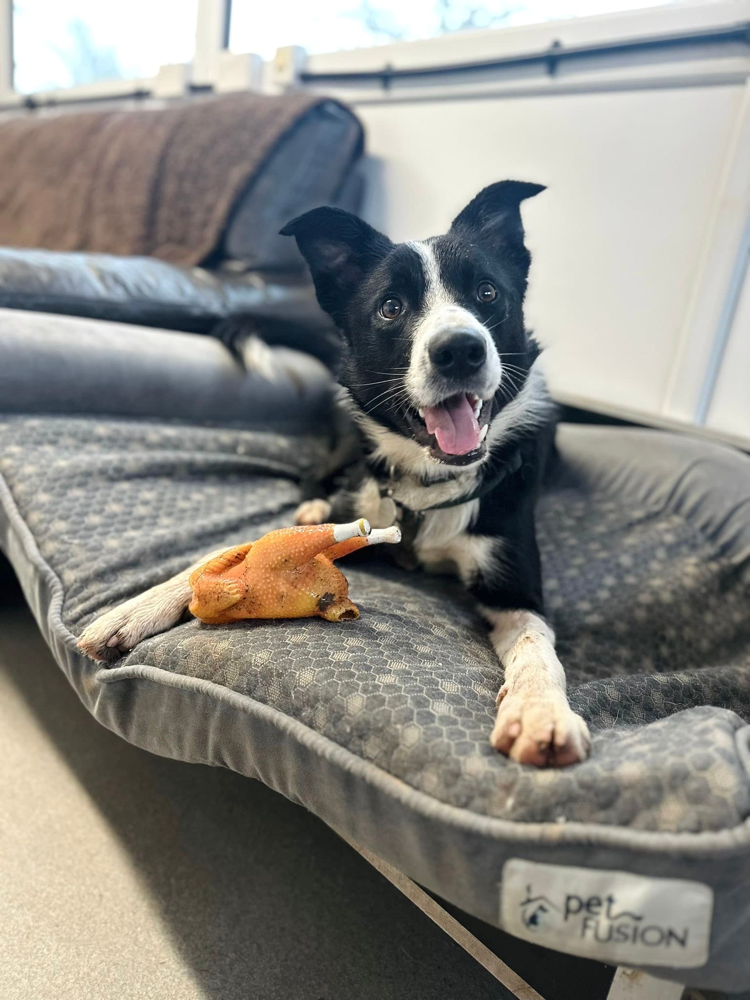 Cai, a 1 year old male Collie available for adoption from All Creatures Great And Small in Cwmbran, Wales