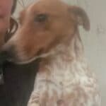 Freckles, a 7 months old male Jack Russell Terrier available for adoption from Almost Home NI in Moira, Northern Ireland