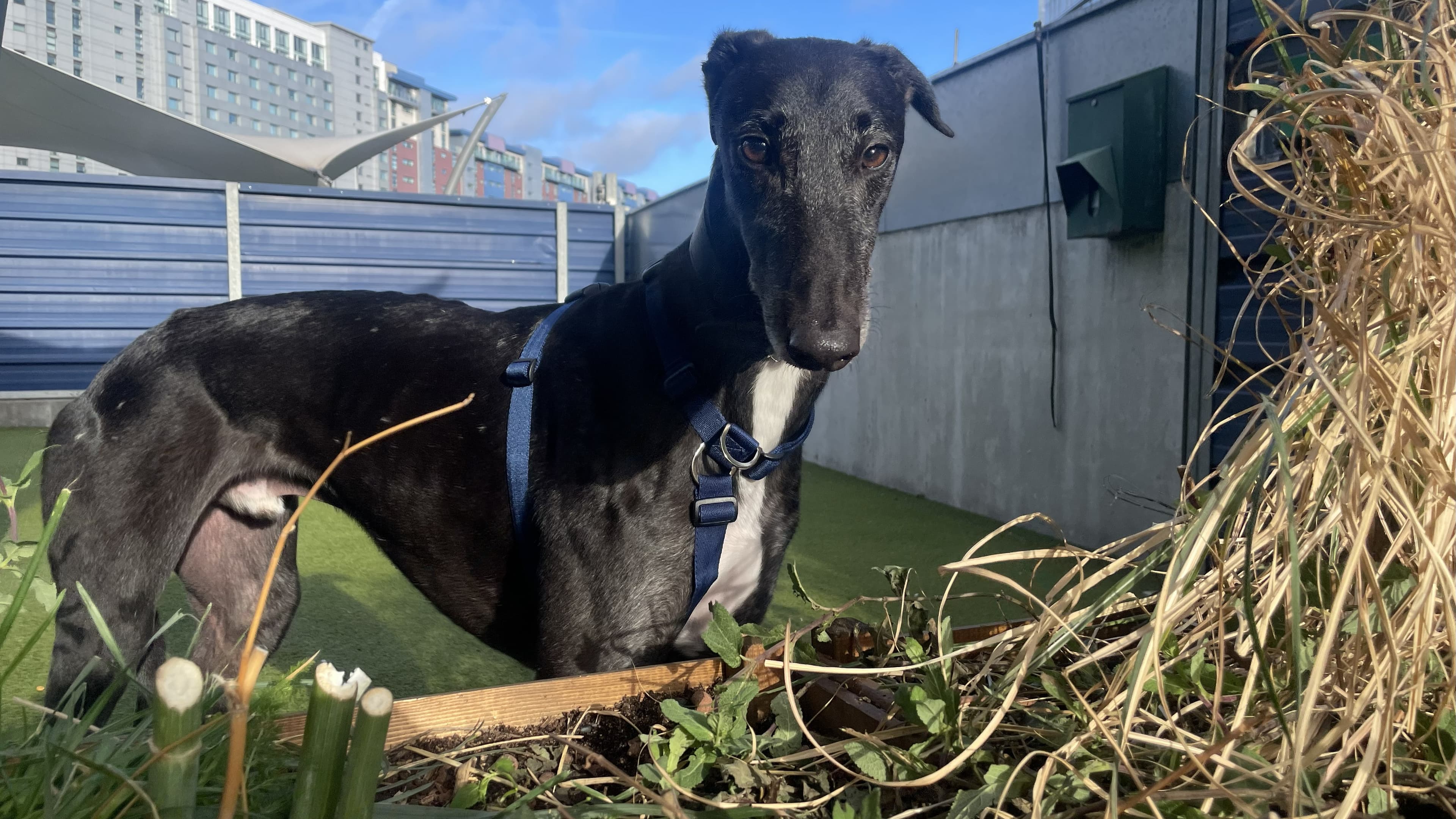 Eddie, a 6 years old male Greyhound available for adoption from Battersea Dogs & Cats Home in London, Greater London