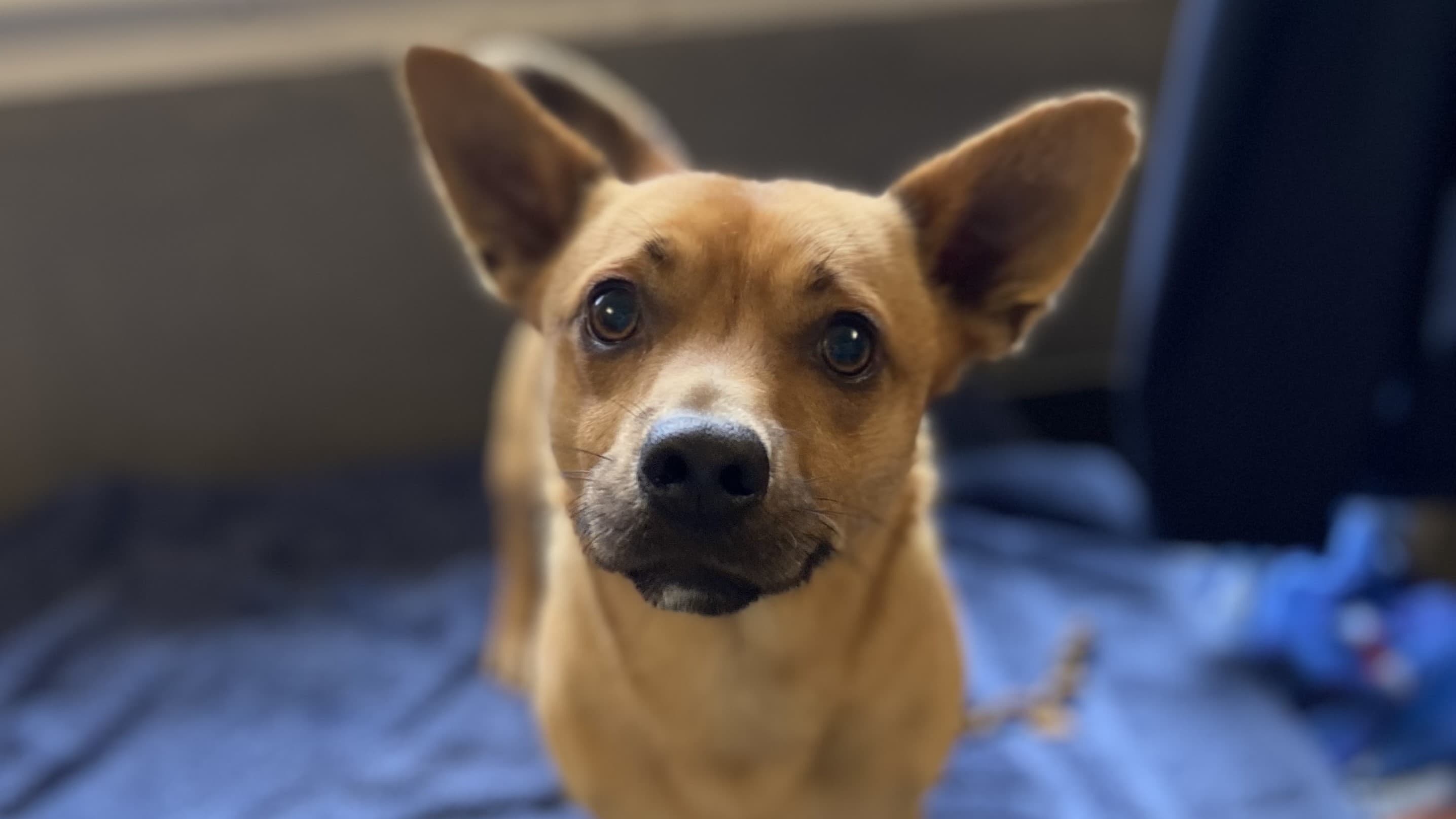 Eddie, a 3 years old male Jack Russell Terrier available for adoption from Battersea Dogs & Cats Home in Nine Elms, Greater London