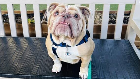 Peggy, a 5 years old female Bulldog available for adoption from Battersea Dogs & Cats Home in Nine Elms, Greater London