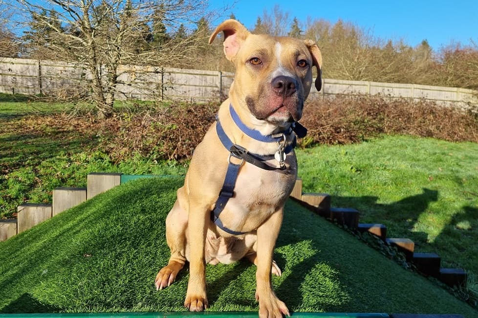 Roxy, a 2 years old female Staffordshire Bull Terrier available for adoption from Battersea Dogs & Cats Home in Nine Elms, Greater London