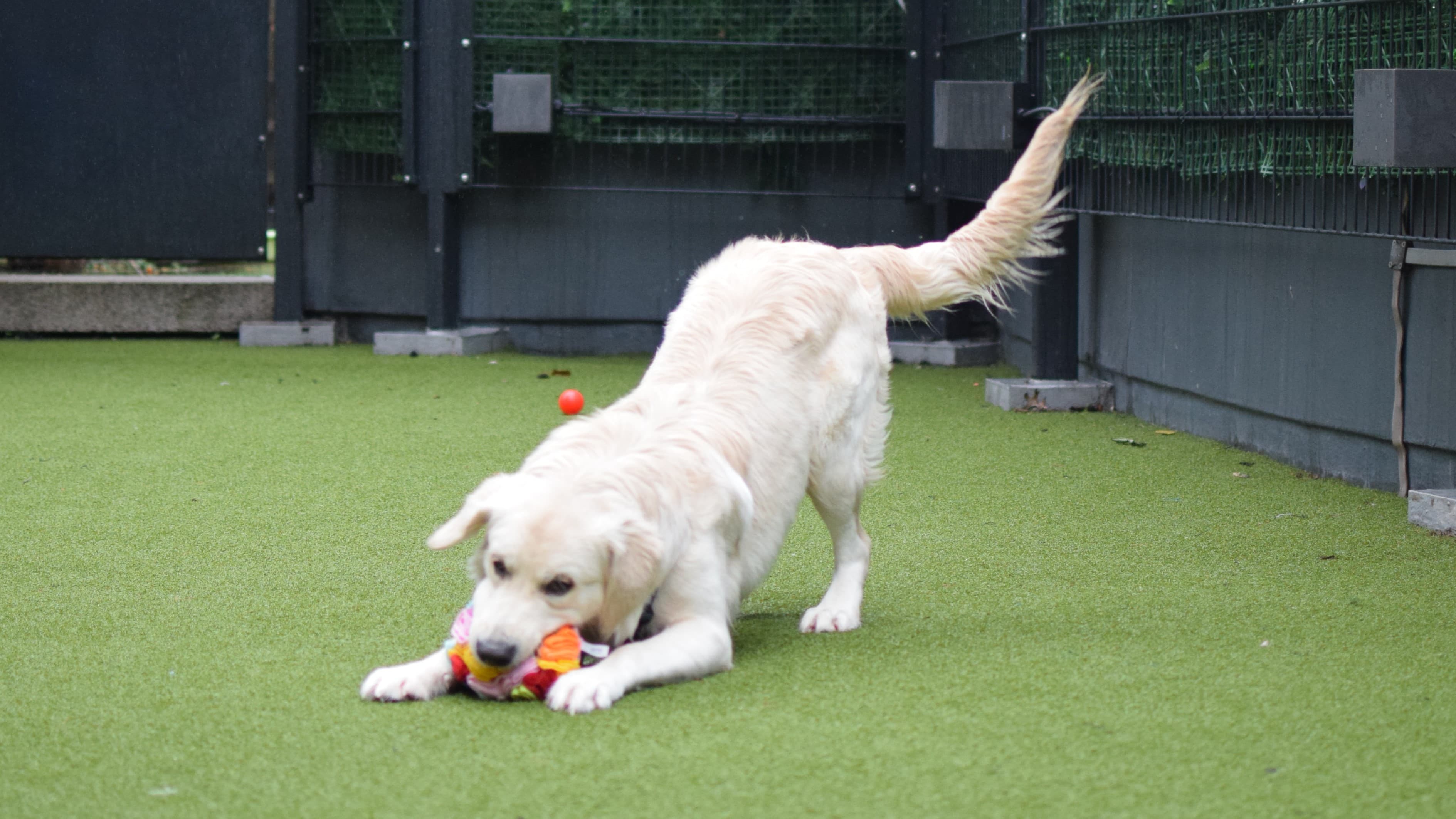 Casper, a 2 years old male Golden Retriever available for adoption from Battersea Dogs & Cats Home in Nine Elms, Greater London
