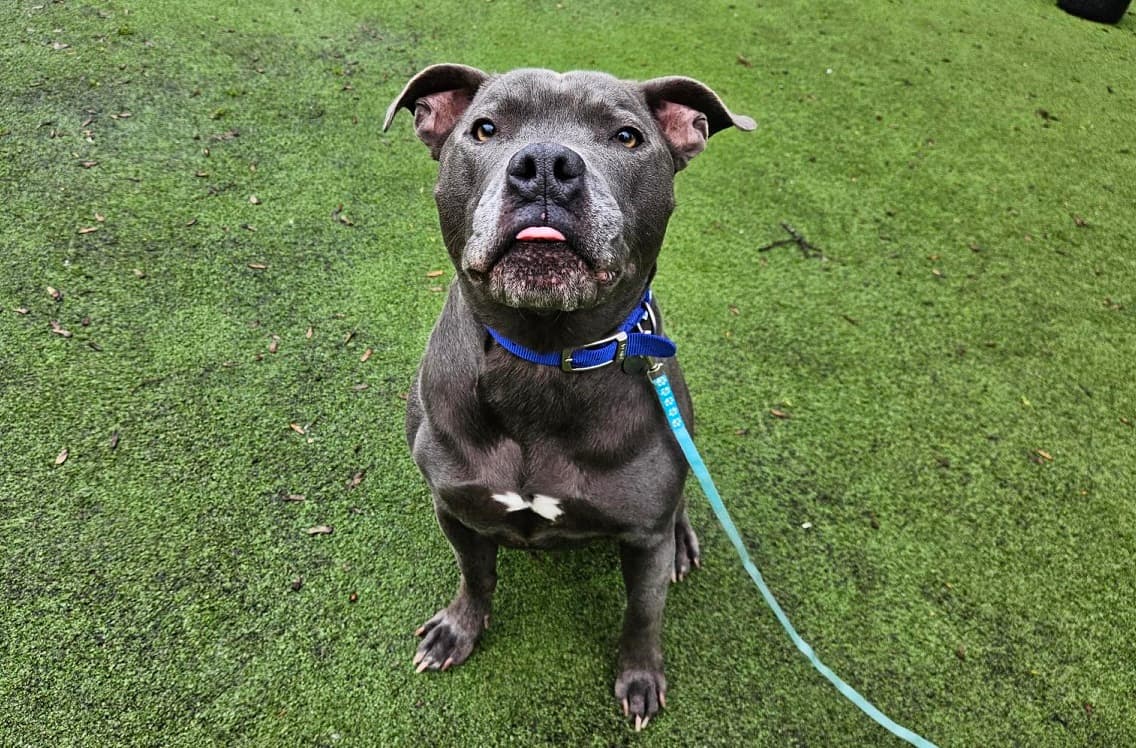 Blue, a 4 years old female Staffordshire Bull Terrier available for adoption from Battersea Dogs & Cats Home in Nine Elms, Greater London