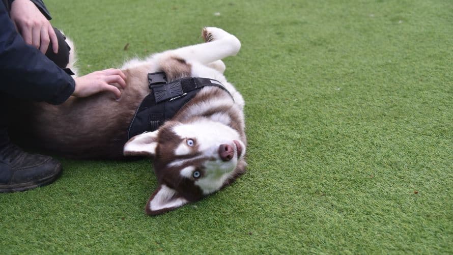 Nala, a 4 years old female Siberian Husky available for adoption from Battersea Dogs & Cats Home in Nine Elms, Greater London