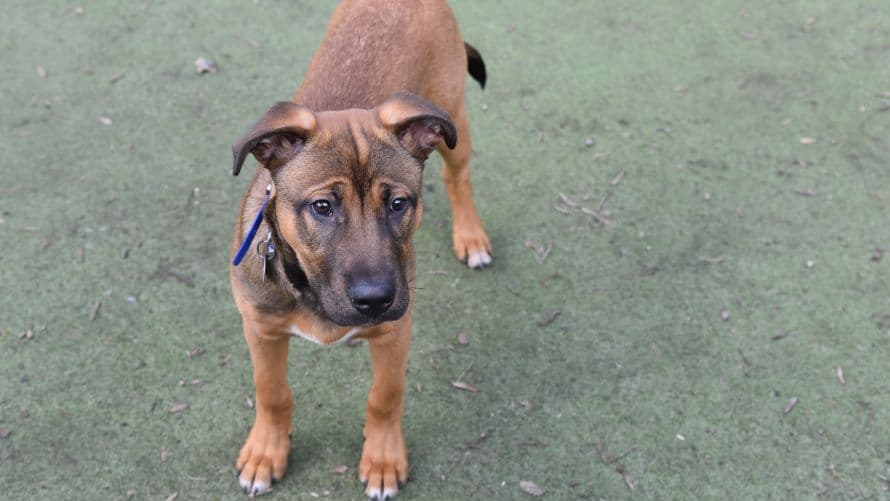 Sailor, a 4 months old male Belgian Shepherd available for adoption from Battersea Dogs & Cats Home in Nine Elms, Greater London