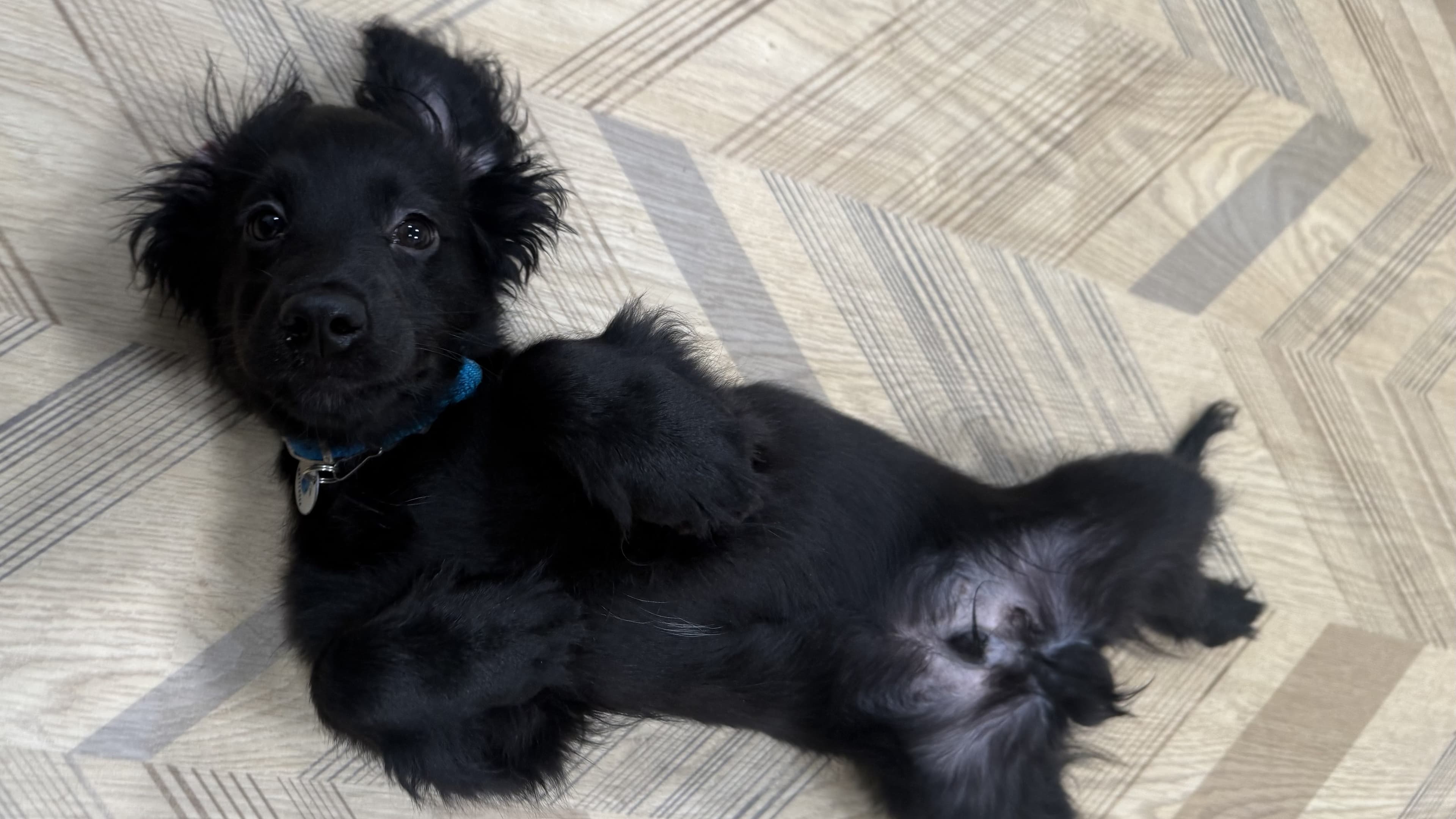Higgins, a 4 months old male Cocker Spaniel available for adoption from Battersea Dogs & Cats Home in Nine Elms, Greater London