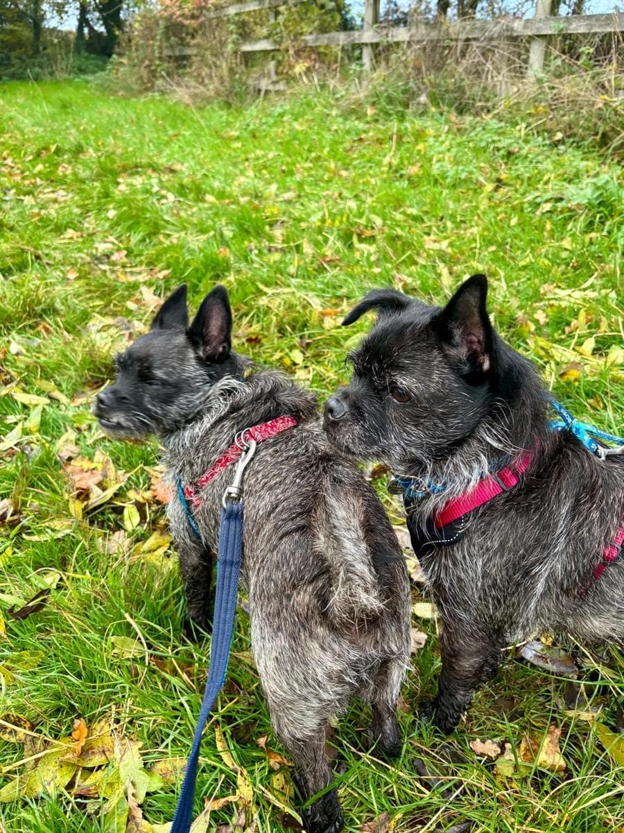 Boo (& Betty)), a 6 years old male West Highland White Terrier available for adoption from Blue Cross in Hampshire: Southampton rehoming centre