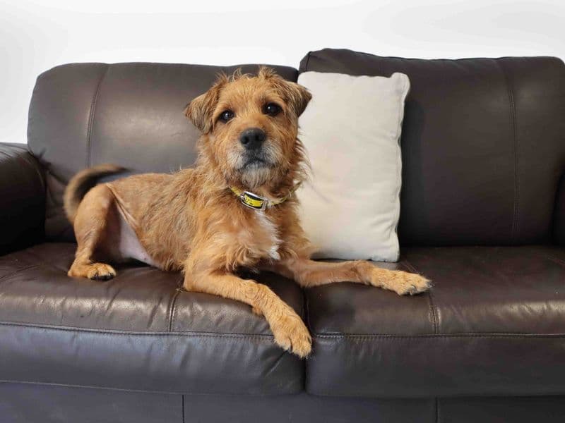 Ralphie, a 6 years old male Bull Terrier available for adoption from Dogs Trust in Darlington, County Durham