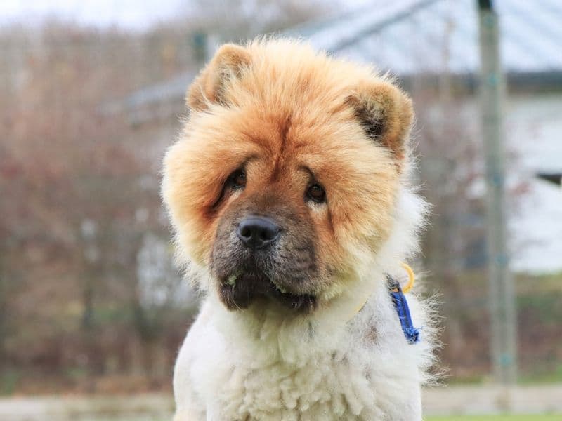 Noella, a 4 years old female Chow Chow available for adoption from Dogs Trust in Evesham, West Midlands