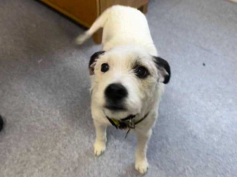 Polly, a 8 years old female Jack Russell Terrier available for adoption from Dogs Trust in Bridgend, Wales