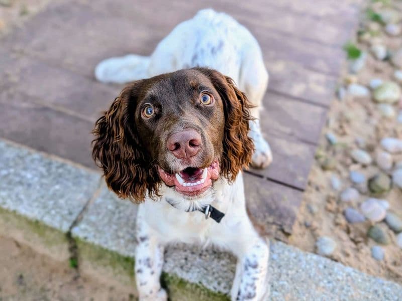 Lester, a 8 months old male English Springer Spaniel available for adoption from Dogs Trust in Splott, Wales