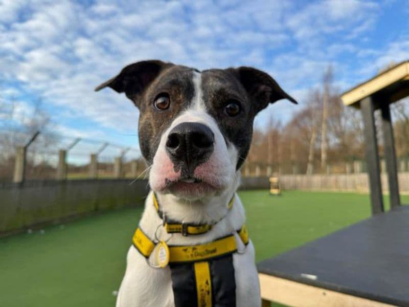 Glinda, a 2 years old female Staffordshire Bull Terrier available for adoption from Dogs Trust in Glasgow, Scotland