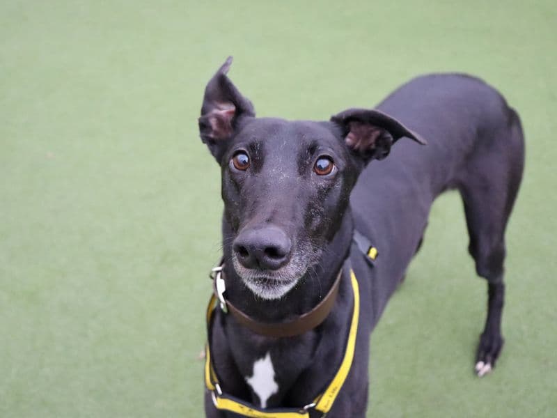 Bill, a 4 years old male Greyhound available for adoption from Dogs Trust in Glasgow, Scotland